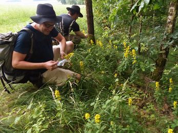 Wildniswoche und Outdoor Survival: Wir lernen essbare Wildkräuter zu bestimmen und ergänzen damit unsere Verpflegung