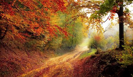 Waldbaden: Herbststimmung
