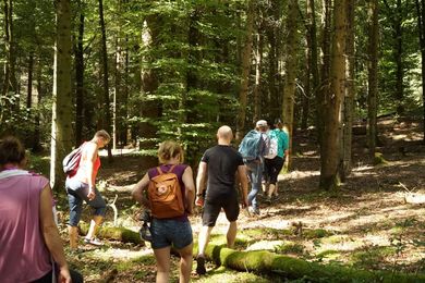 Yoga-Retreat Süddeutschland: Wald, Natur, Entspannung