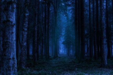Wald bei Nacht im Dunkeln erleben Tübingen